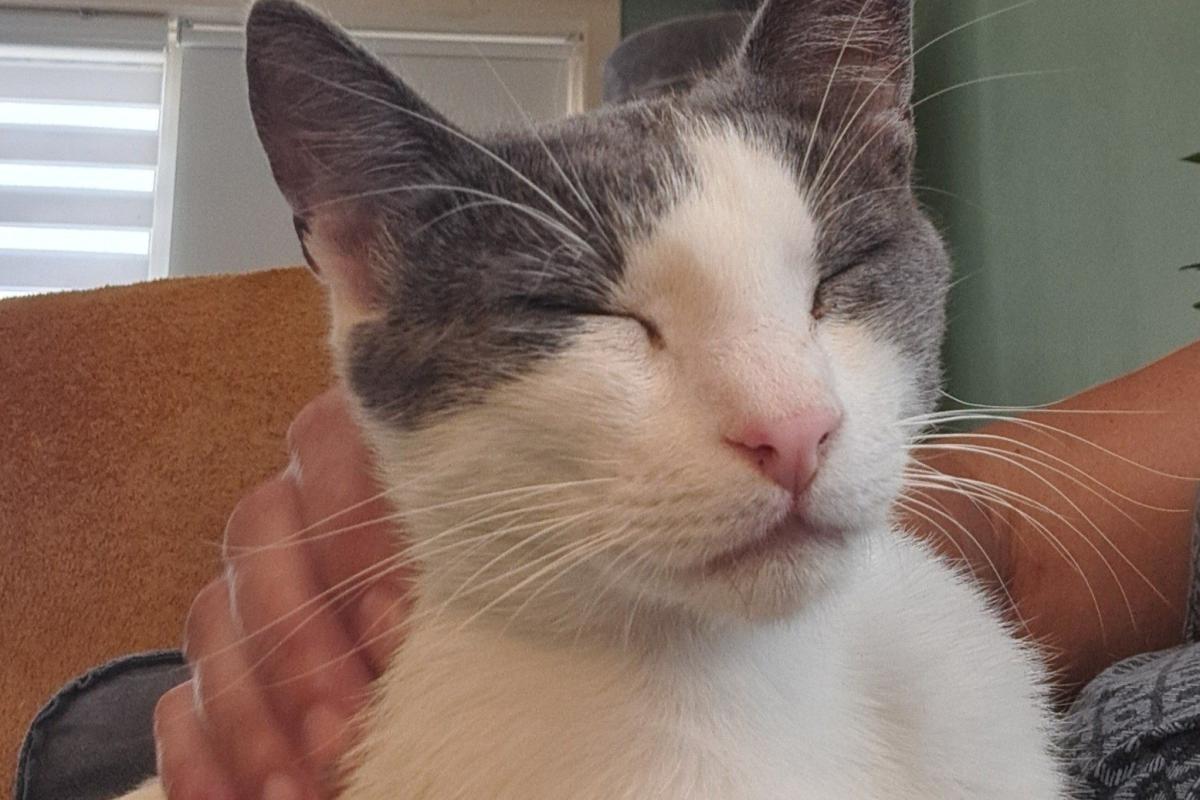 Bibi