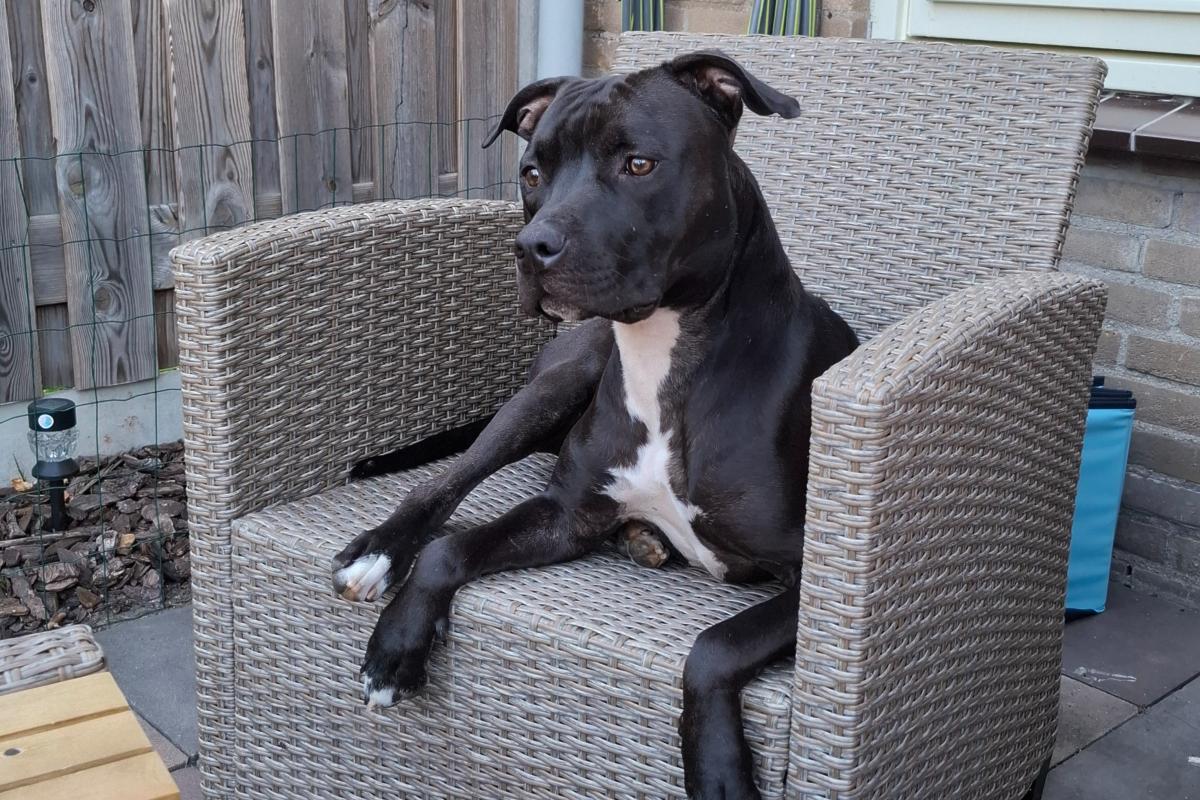 Loki