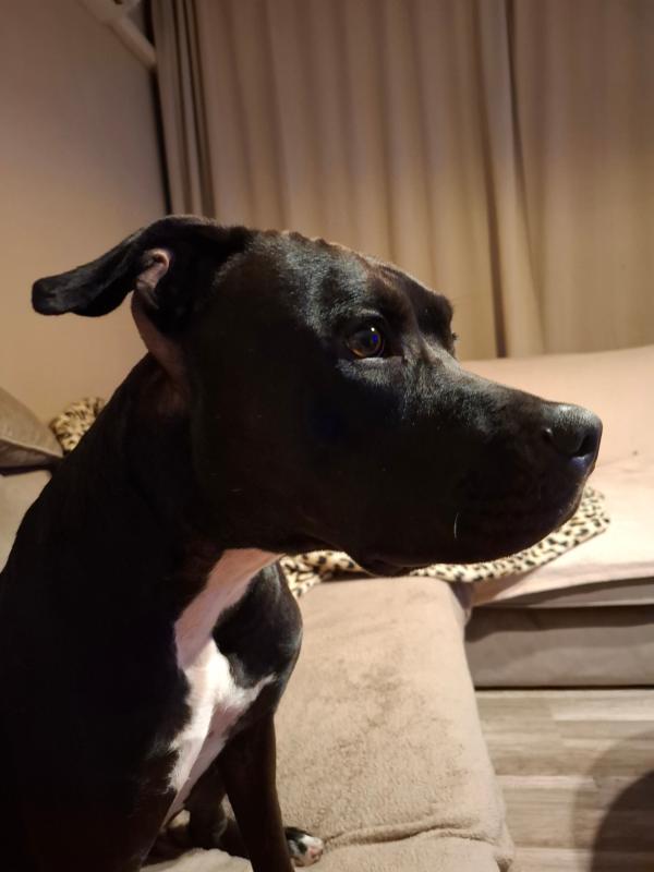Loki