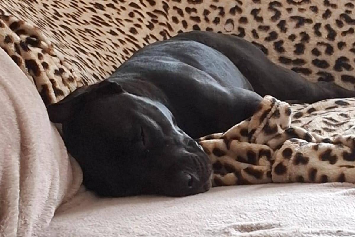 Loki