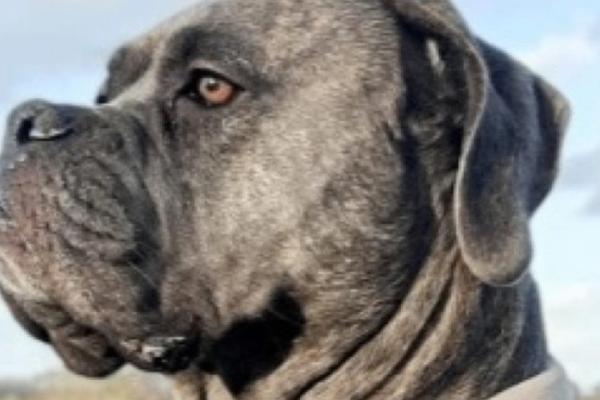 Toos