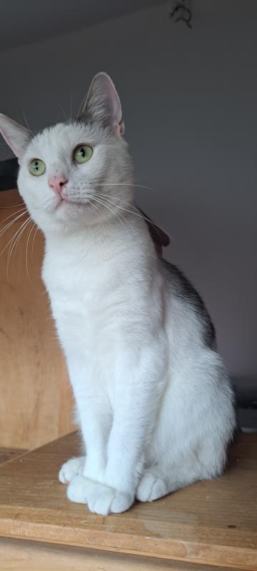 Gizmo