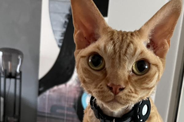 Rufus