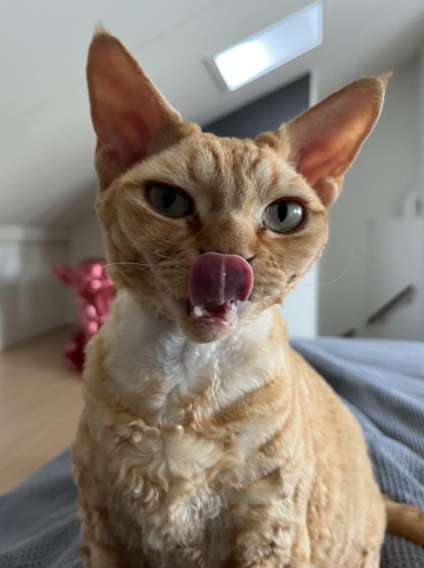 Rufus