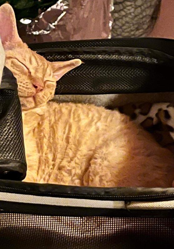 Rufus