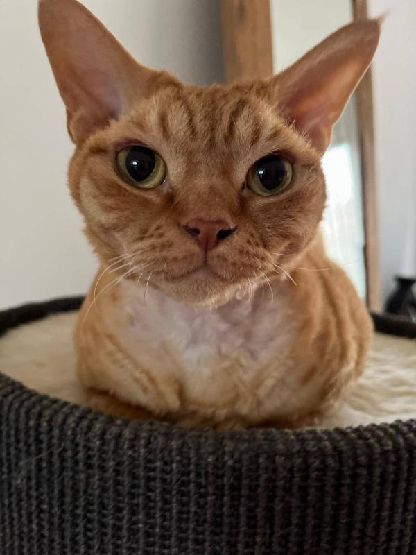 Rufus