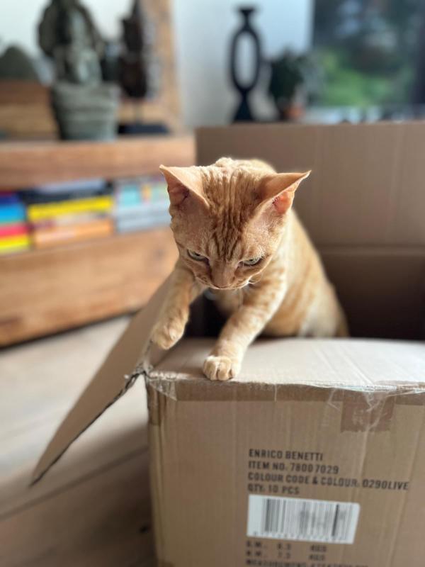 Rufus