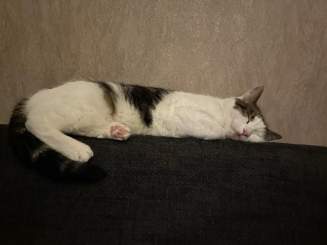 Molly