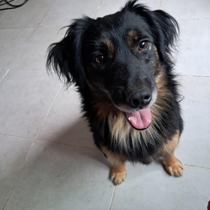 Bodi