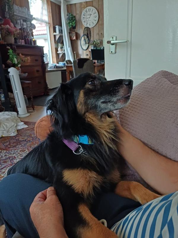 Bodi