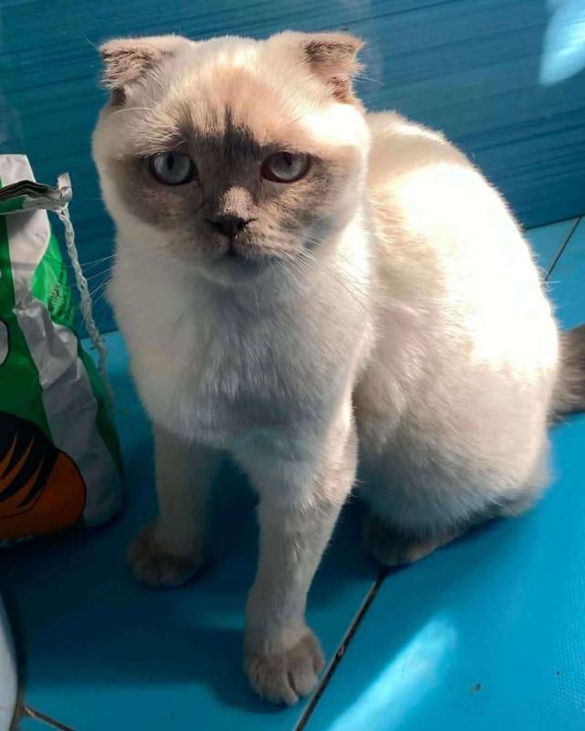 Mia