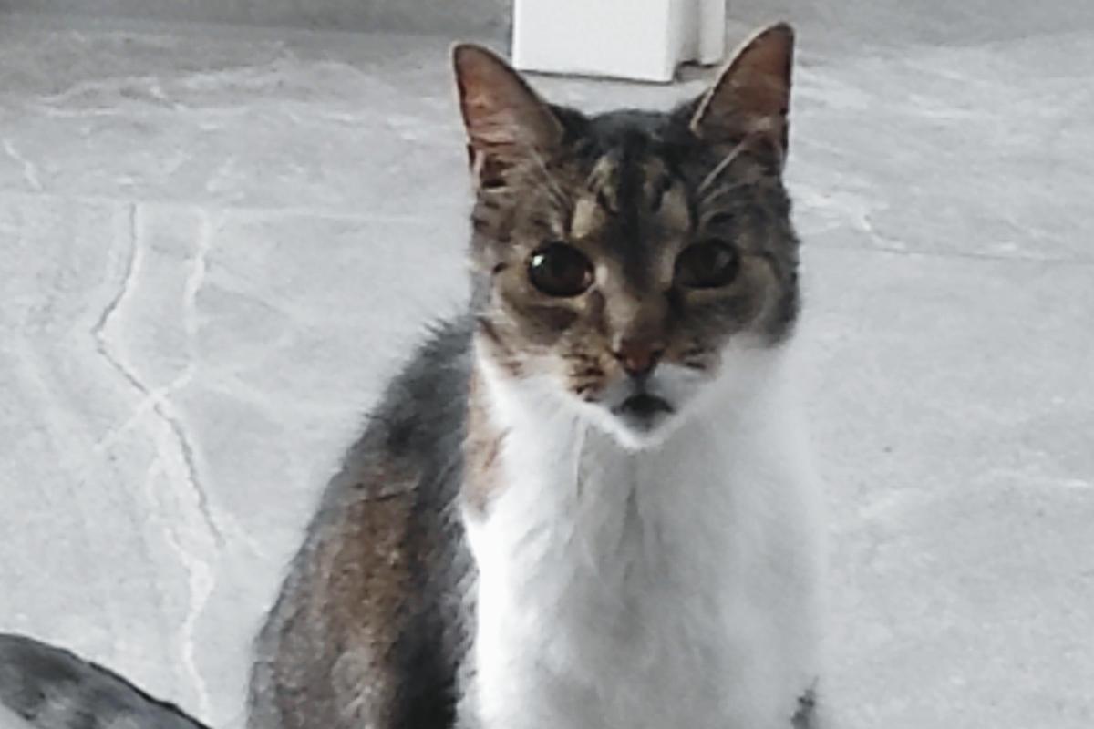 Mirabella