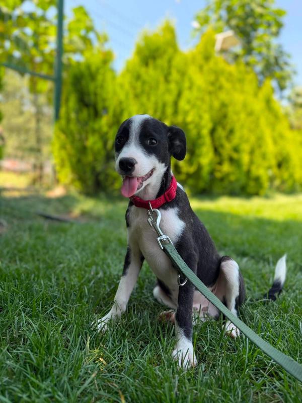 Oreo