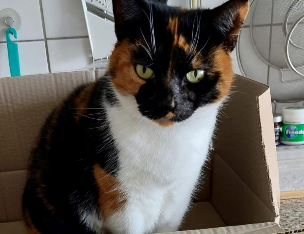 Snoesje