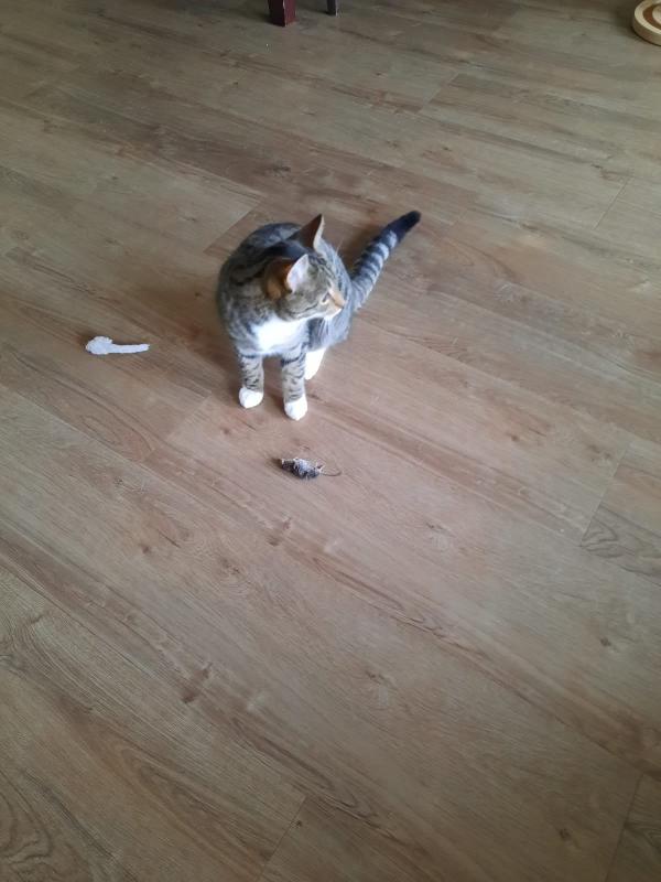 Skippy