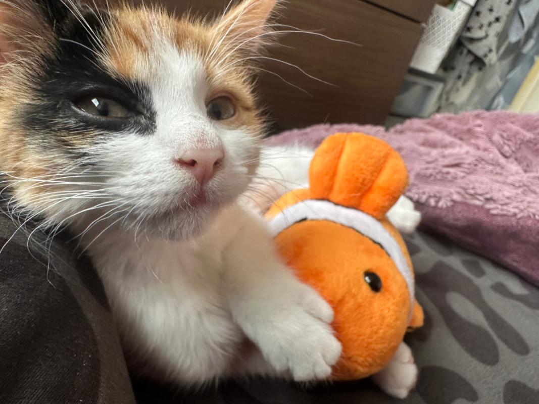Suki