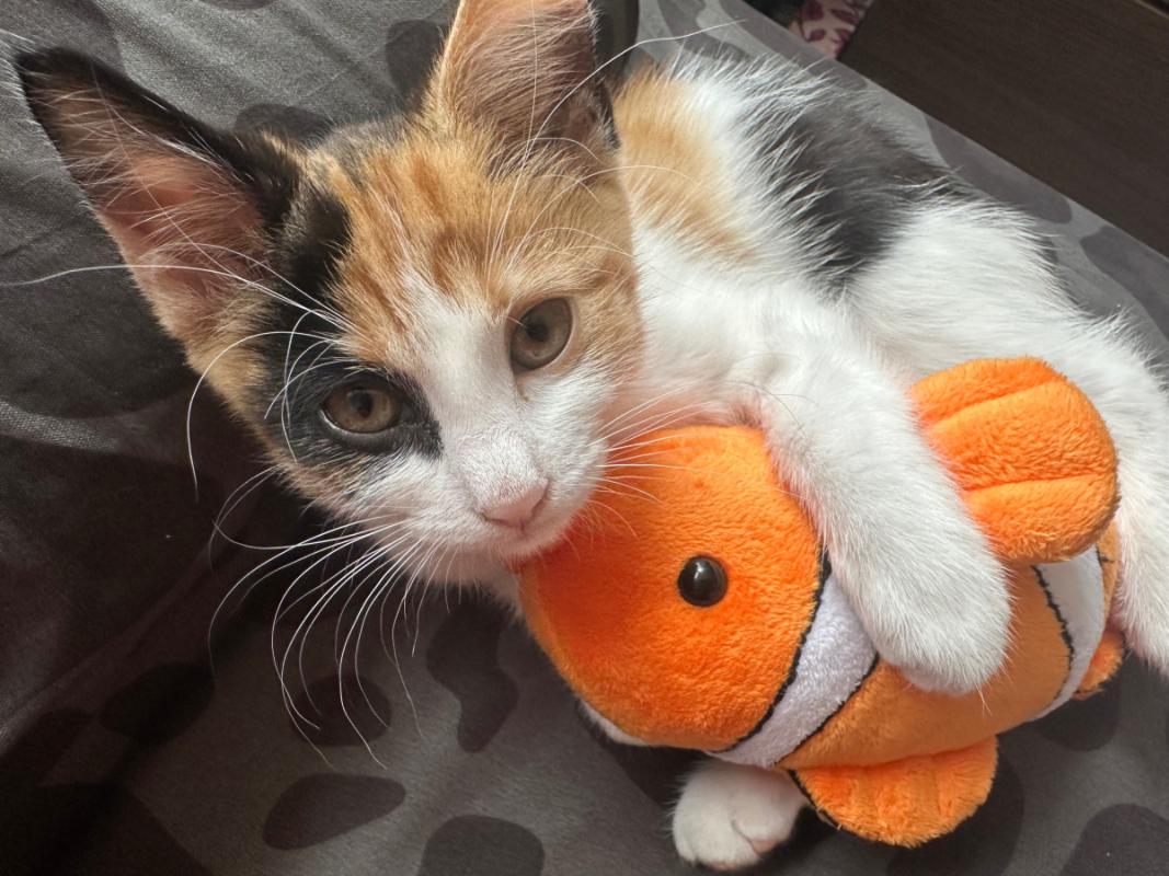 Suki
