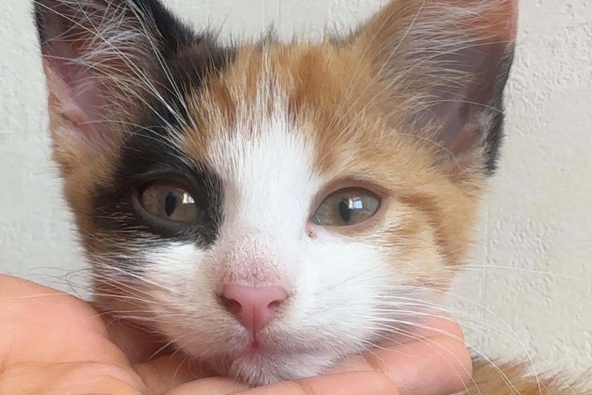 Suki