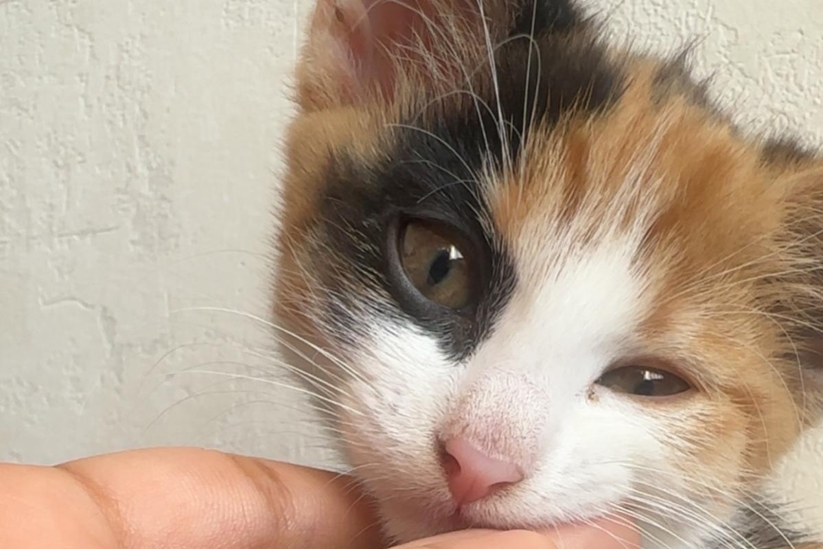 Suki