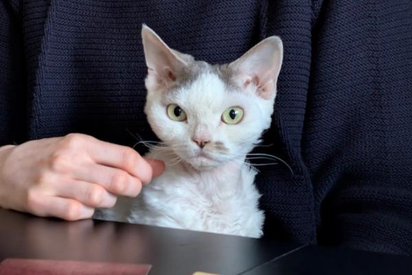 Suku