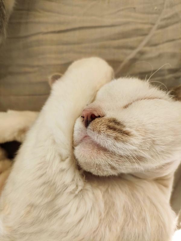 Suku