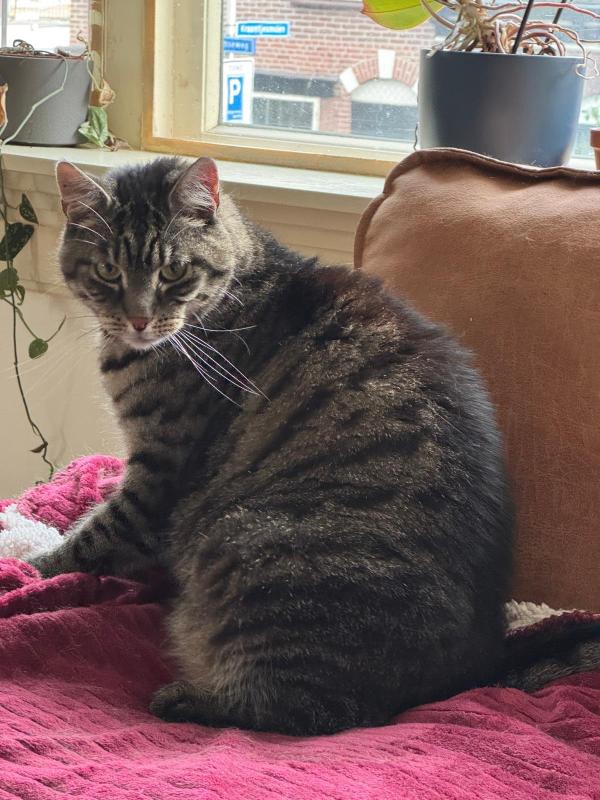 Gijs