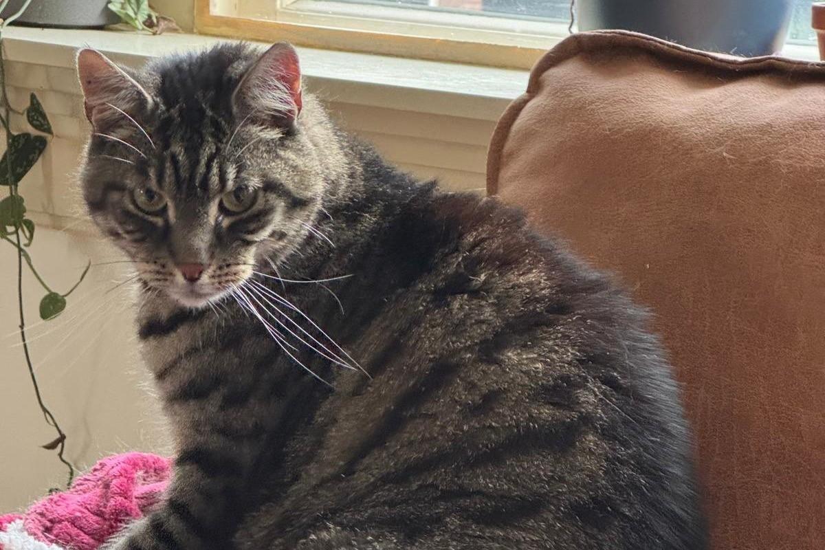 Gijs