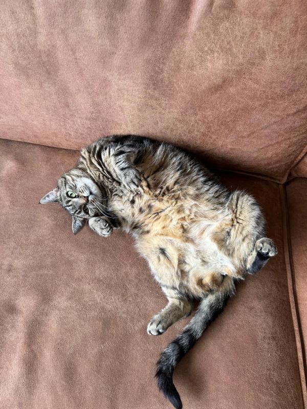 Sissi
