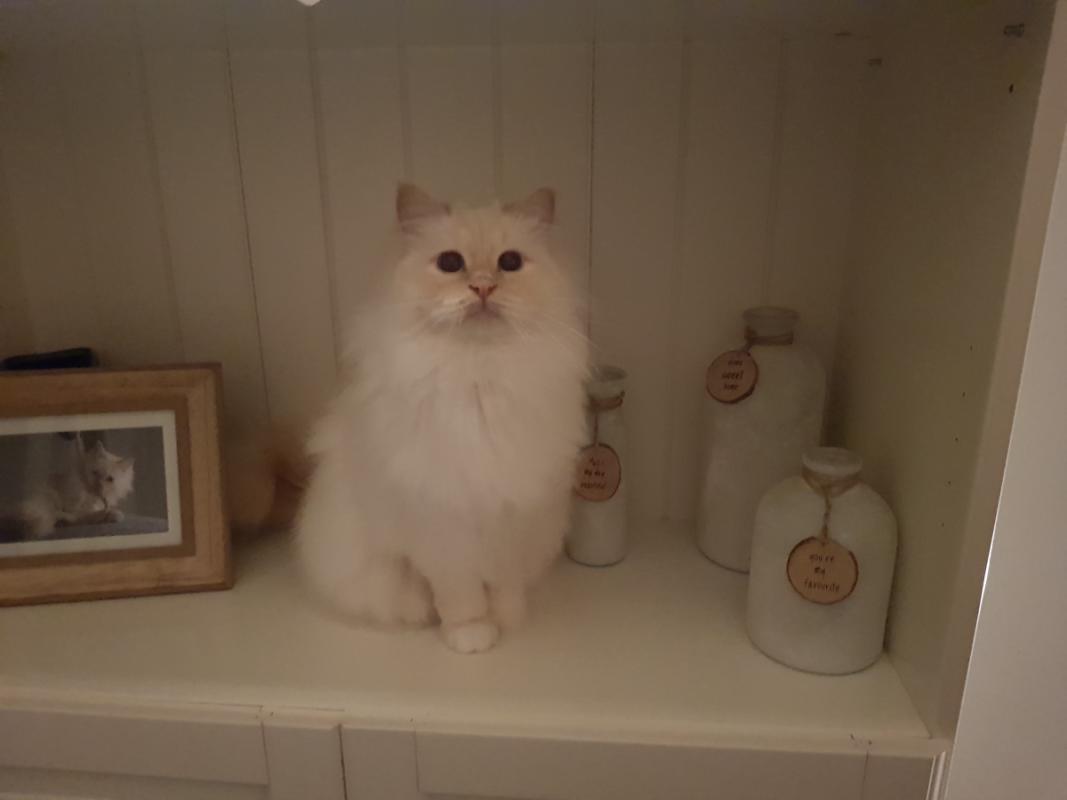Milo