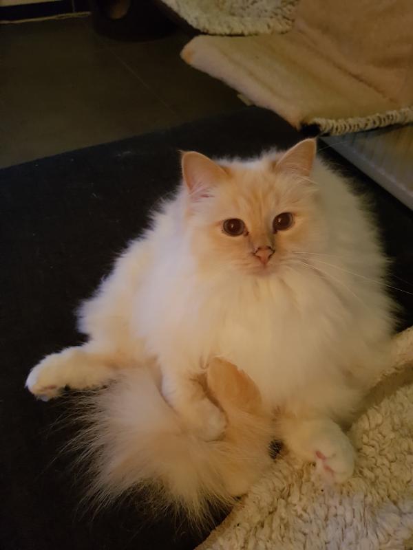 Milo