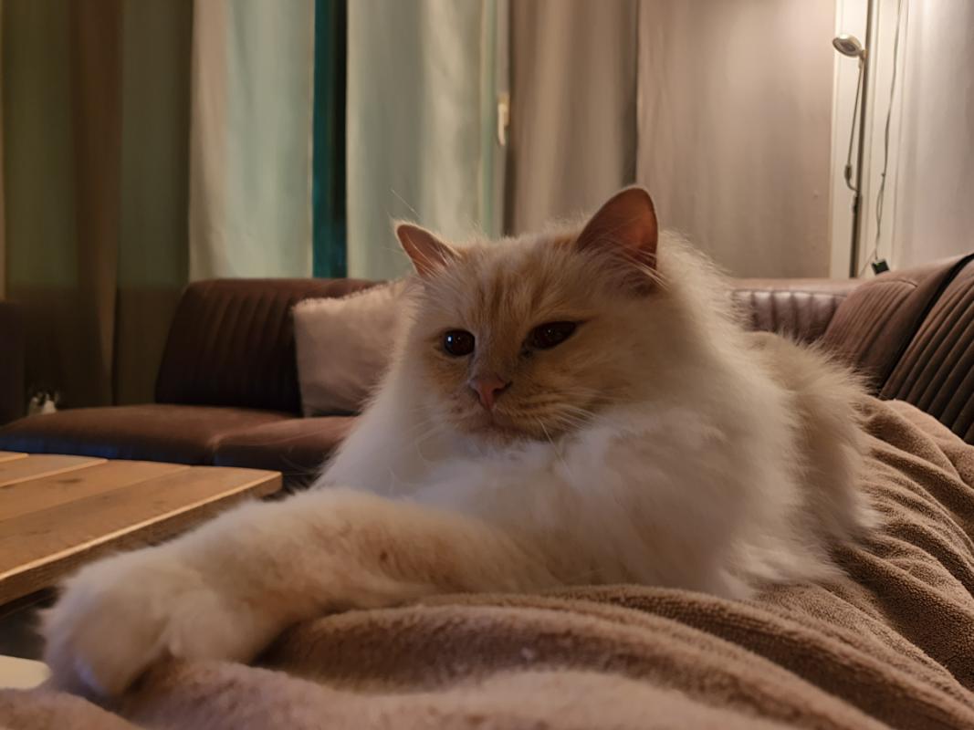 Milo