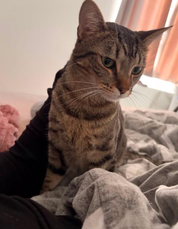 Koko