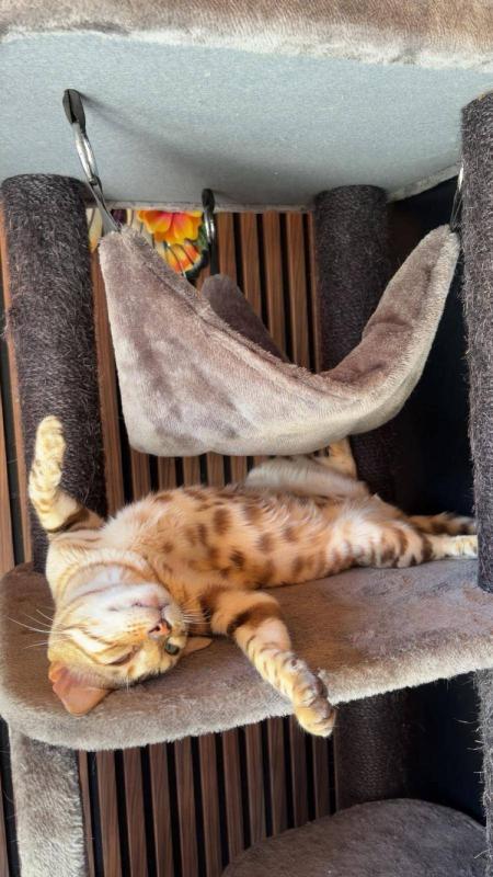 Mickey