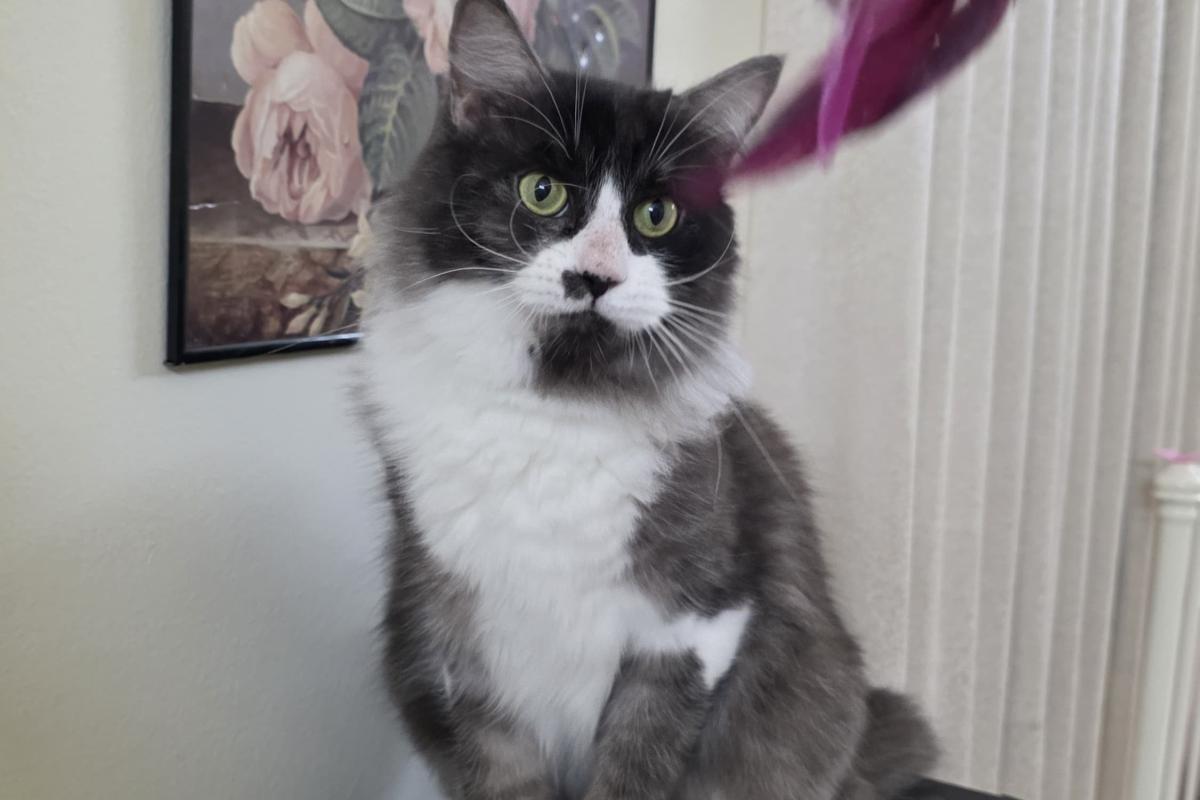 Amélie