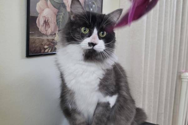 Amélie