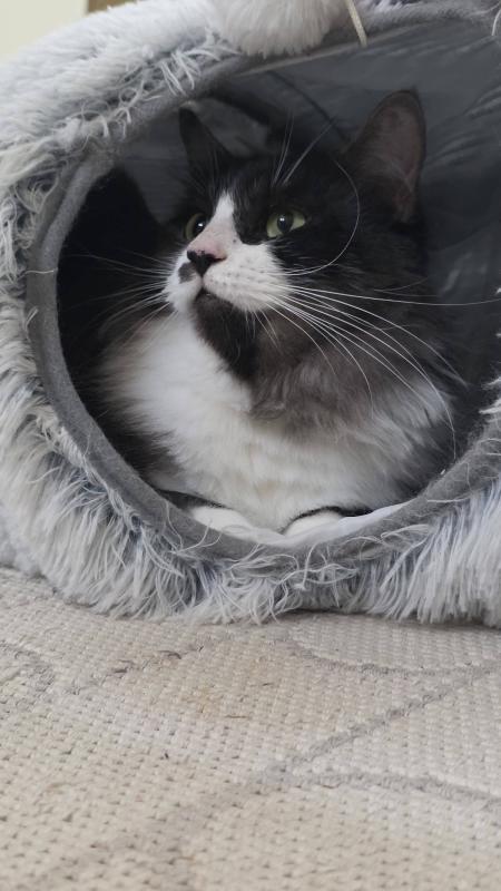 Amélie