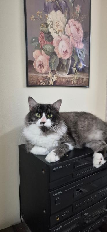 Amélie