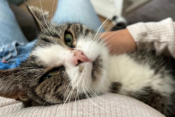 Poes