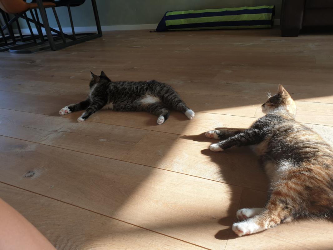 Poes