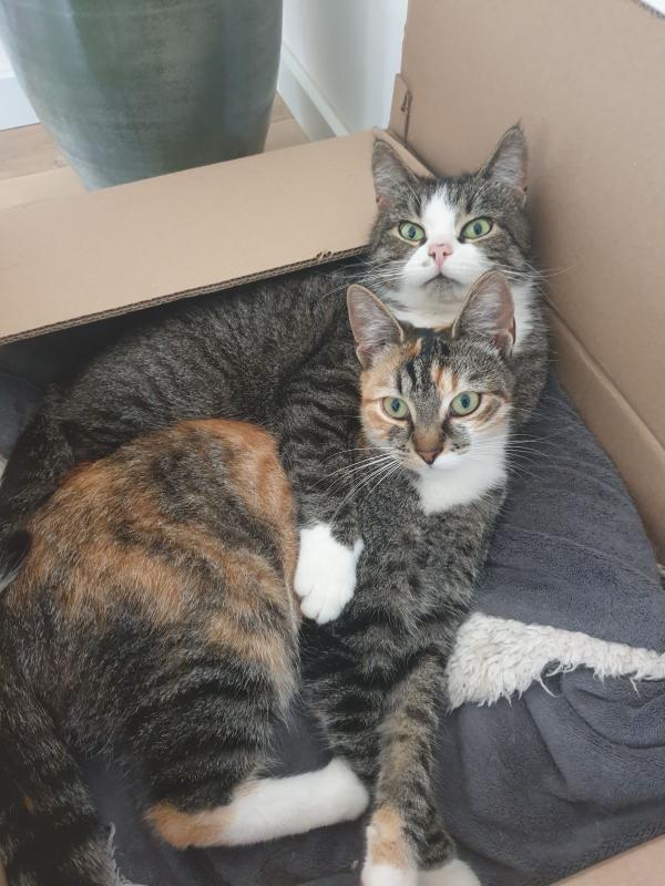 Poes