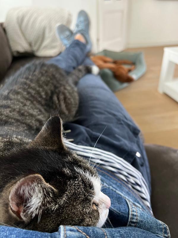 Poes