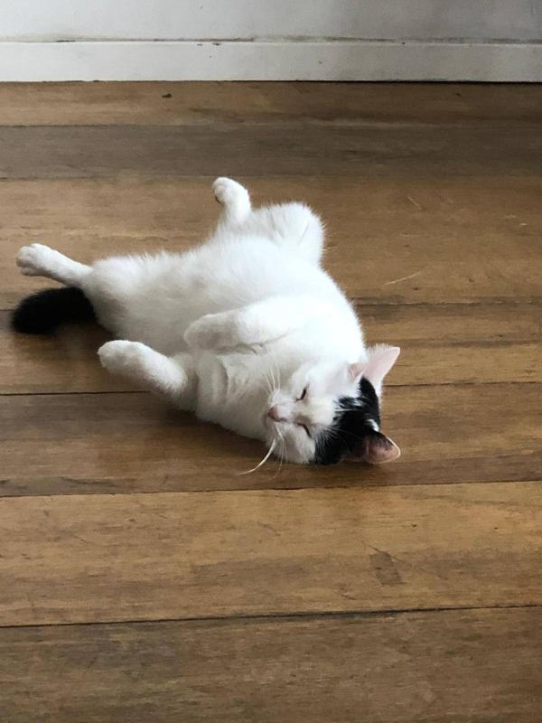Gizmo