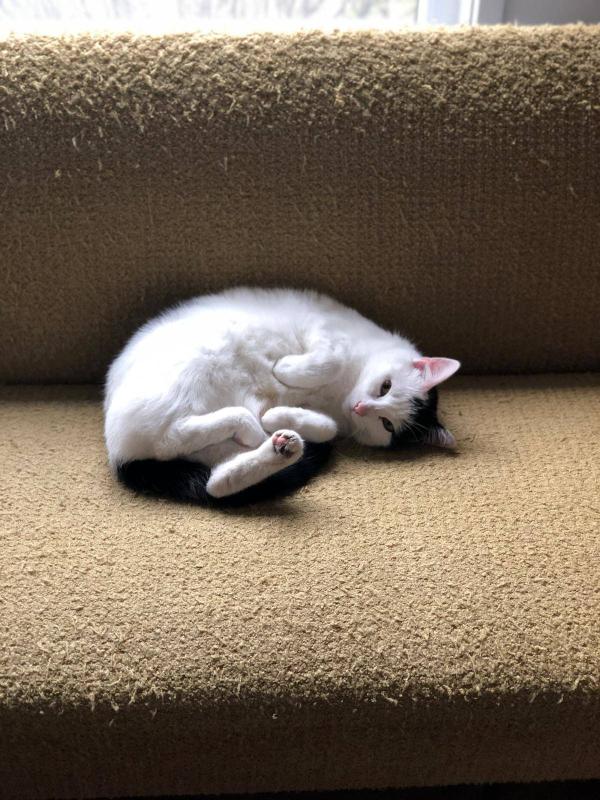 Gizmo