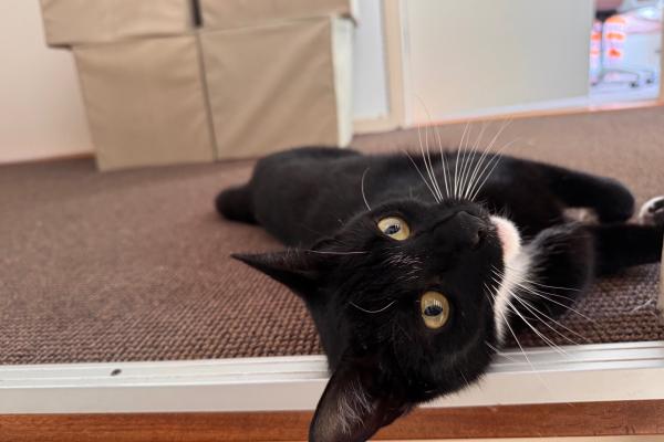 Coco
