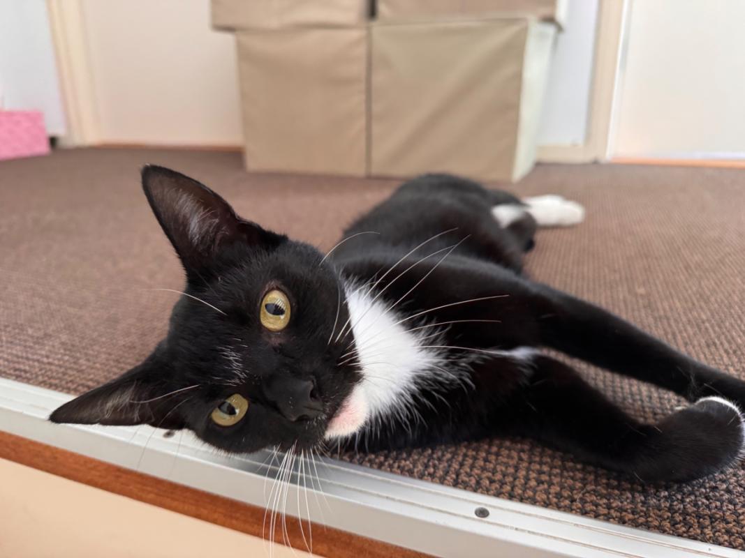 Coco