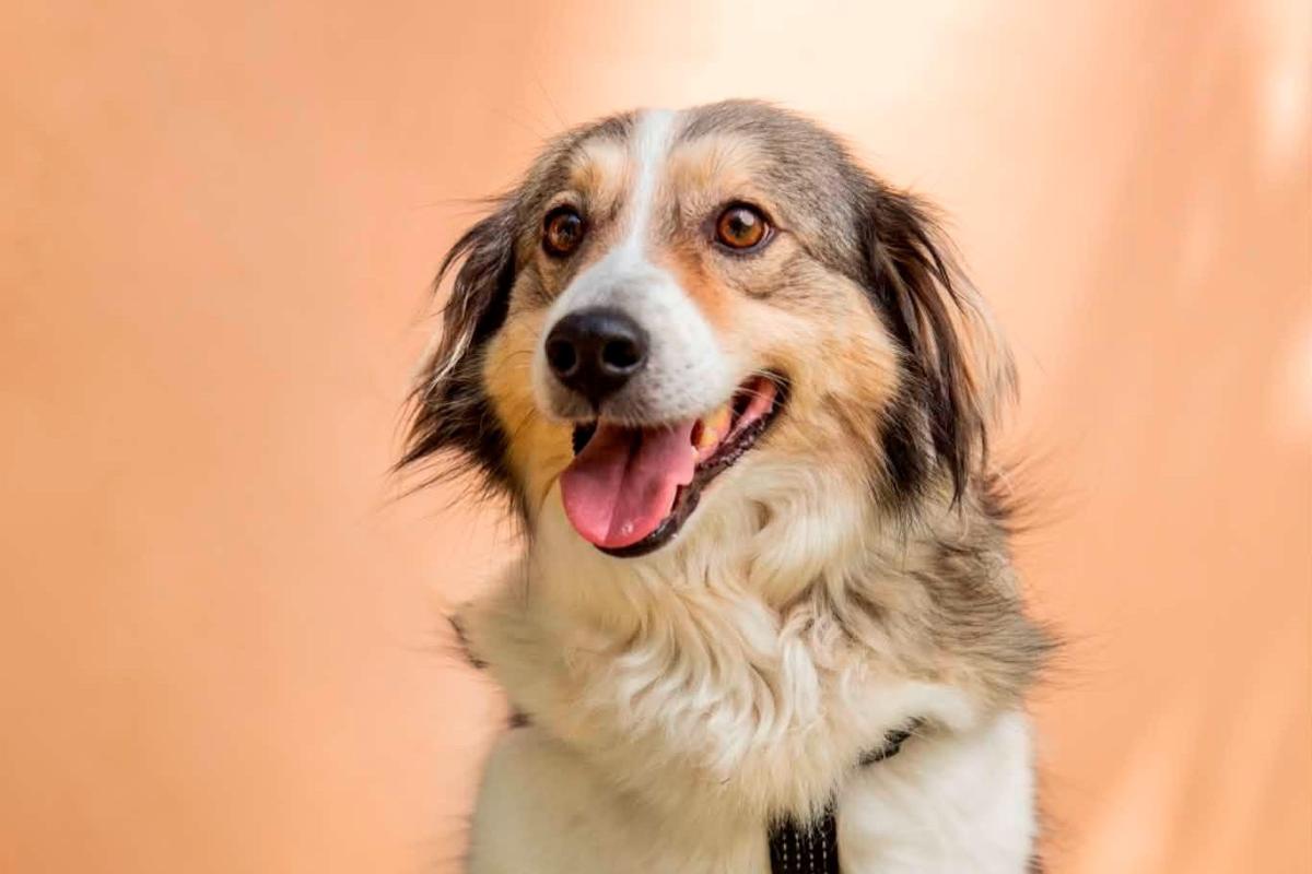 Toto
