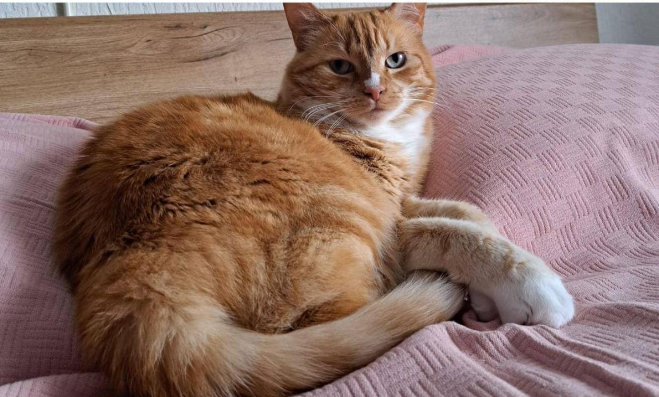 Tijger