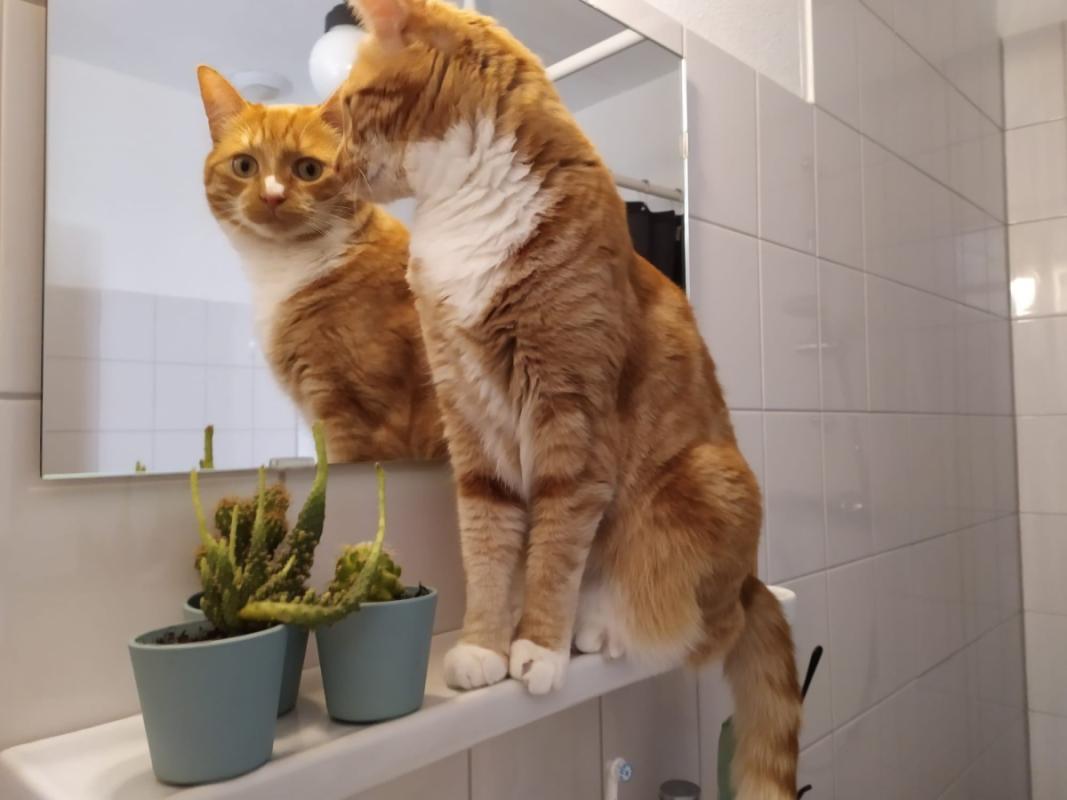 Tijger