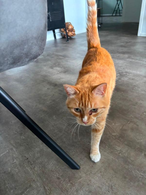 Tijger