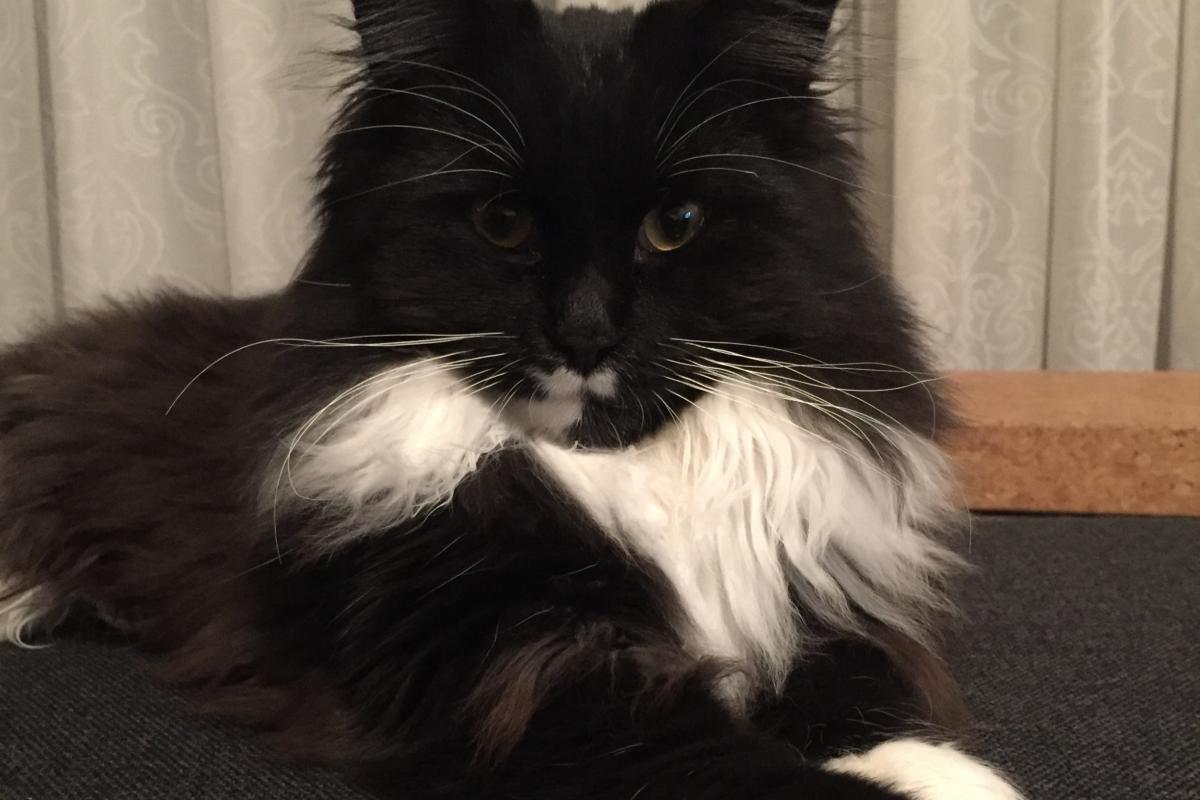 Mowgli